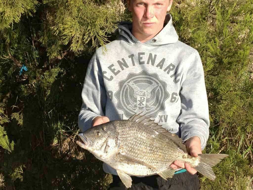 A  black bream from the lower reaches of the Rubicon © Carl Hyland